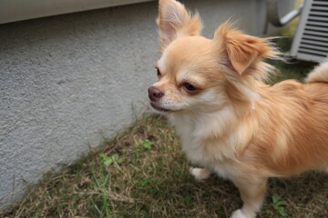 ロングコートチワワ