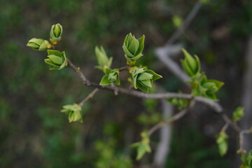 close up of a plant