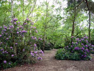 Rhododendron in the Virginia Water garden