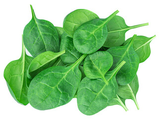 Spinach leaves isolated on white background. Fresh Green spinach top view..