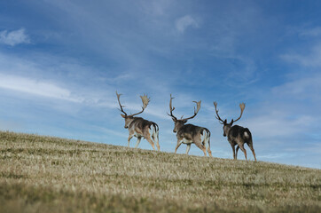 Naklejka premium Three fallow deer run past the ridge of the hill to better pastures - Concept of wilderness and nature conservation - copy space for text