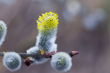 delicate yellow flowers of willow in spring. seals are one of the symbols of spring and Easter. a willow branch with partially blossoming flower buds. nature in early spring, close-up, macro nature