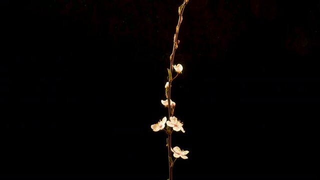 Sich &ouml;ffnende Bl&uuml;ten einer wilden Kirsche als Zeitraffer,  Studioaufnahme mit schwarzem Hintergrund