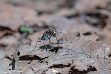 Cicindela campestris commonly called the green tiger beetle