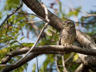 Spotted owl (Strix occidentalis) is a species of true owl. It is a resident species of old-growth forests in western North America, where it nests in tree hollows, old bird of prey nests ,bird in Thai