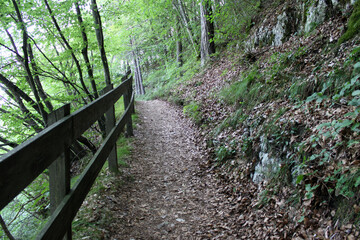 Easy trail in the forest near Folgaria, Trentino Alto Adige,  Italy
