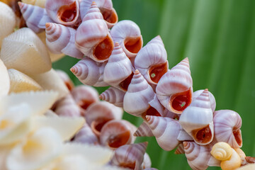 shell and pearls tahiti