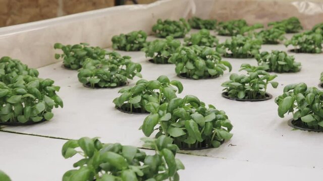 Growing basill and herbs in hydroponic system, seed pods made of rock wool. Vegan and healthy eating concept. Sprouted seeds, micro greens.