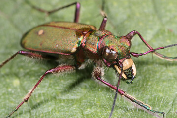 Cicindela campestris highly magnified beetle with a 65mm macro lens