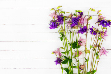 white wooden table with pink and blue aquilegia flowers with copy space top view