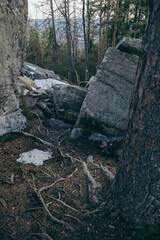 A pile of wood in a forest
