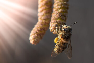 A bee collecting pollen from a hazel flower on dark background.  