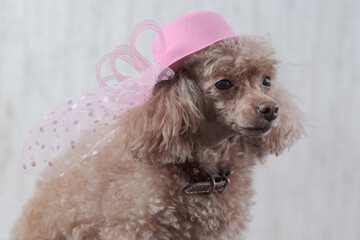 portrait of a toy poodle after grooming brown in a pink hat with a veil close-up on a beige...