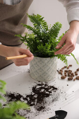 Woman planting fern at white table indoors, closeup