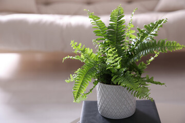 Beautiful potted fern on book in living room. Space for text - obrazy, fototapety, plakaty