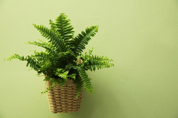 Beautiful fresh fern hanging on green wall. Space for text