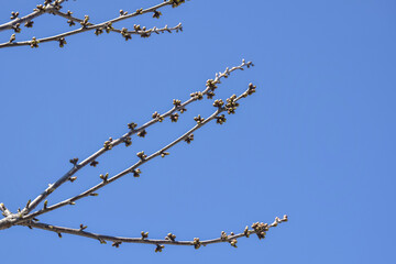 Cherry Branches with many swollen buds against blue sky. Fruit trees in orchard  in early spring. Beginning of juice movement on plants in garden. Preparing buds to bloom. Selective focus.
