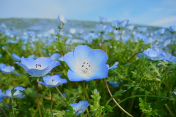 ネモフィラの風景
