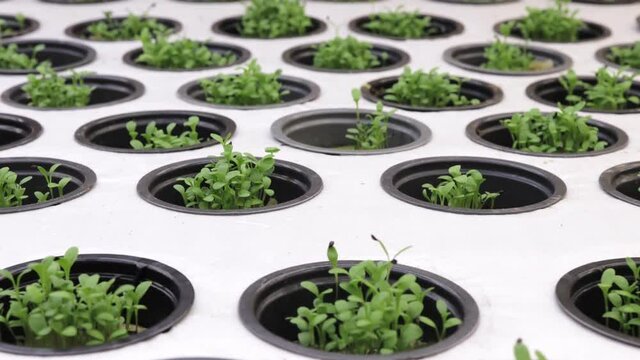 Germination on rockwool for hydroponic. Preparing for the cultivation of plants in the garden. Green sprout. Breeding ground. Natural product.