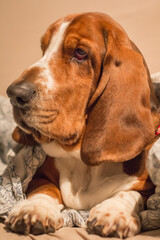 Basset hound look away from camera