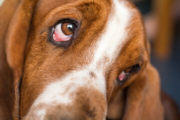 portrait of a basset hound