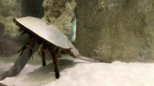 Fish Notostraca underwater in a glass aquarium.