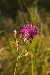 The greater knapweed (lat. Centaurea scabiosa), of the family Asteraceae.