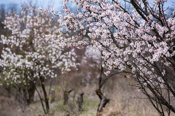 Spring blossom background. Beautiful nature scene with blooming tree. Spring flowers