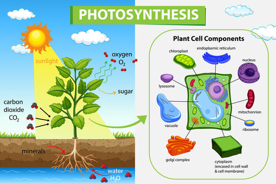 Diagram showing process of photosynthesis in plant