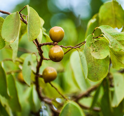 Manchineel (Hippomane mancinella) fruits