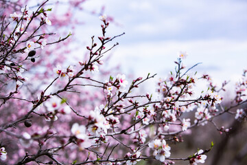 Spring blossom background. Beautiful nature scene with blooming tree. Spring flowers
