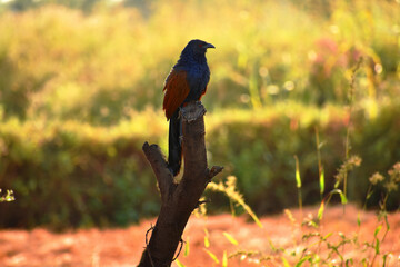Greater coucal (Centropus sinensis) looking for prey.