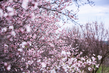 Spring blossom background. Beautiful nature scene with blooming tree. Spring flowers