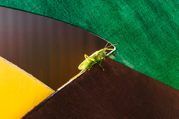Grasshopper standing on multicolored wooden. Macro photography.
