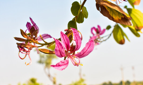 Hong Kong Orchid Tree Or Bauhinia Blakeana Flower 