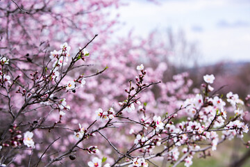 Spring blossom background. Beautiful nature scene with blooming tree. Spring flowers