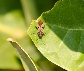 Boxelder bug beetle on a leaf