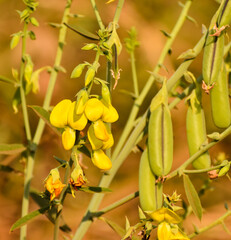 Obraz premium Arrowhead rattlebox or Rattlebox flower (Crotalaria sagittalis) with green pods.
