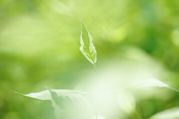 Spring bright background, fresh leaf on a blurred background in the garden. High quality photo