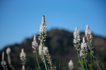 natural flower in the mountain