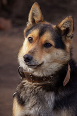 A beautiful dog without a breed sits on a chain.