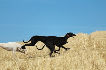 Obraz na płótnie Canvas Spanish greyhound in mechanical hare race in the countryside