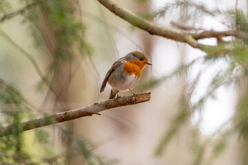 European Robin in Frankfurt
