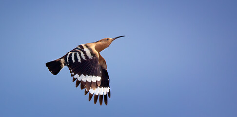 Beautiful Hoopoe captured in his magnificent flight. © Jiří Fejkl