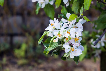 Small white flowers on the branch of the tree. Close-up flowers.
