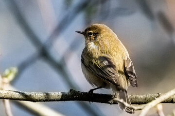 Chiffchaff