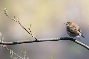Chiffchaff