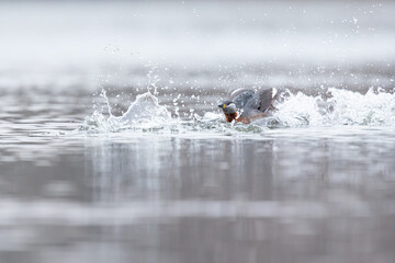 Obraz premium A red necked grebe (Podiceps grisegena) swimming and attacking in a lake.