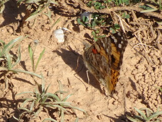 Painted Lady Butterfly on Ground