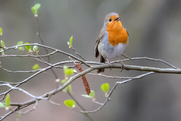 European Robin in Frankfurt